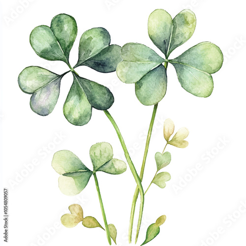 Clover flower watercolor clipart illustration isolated