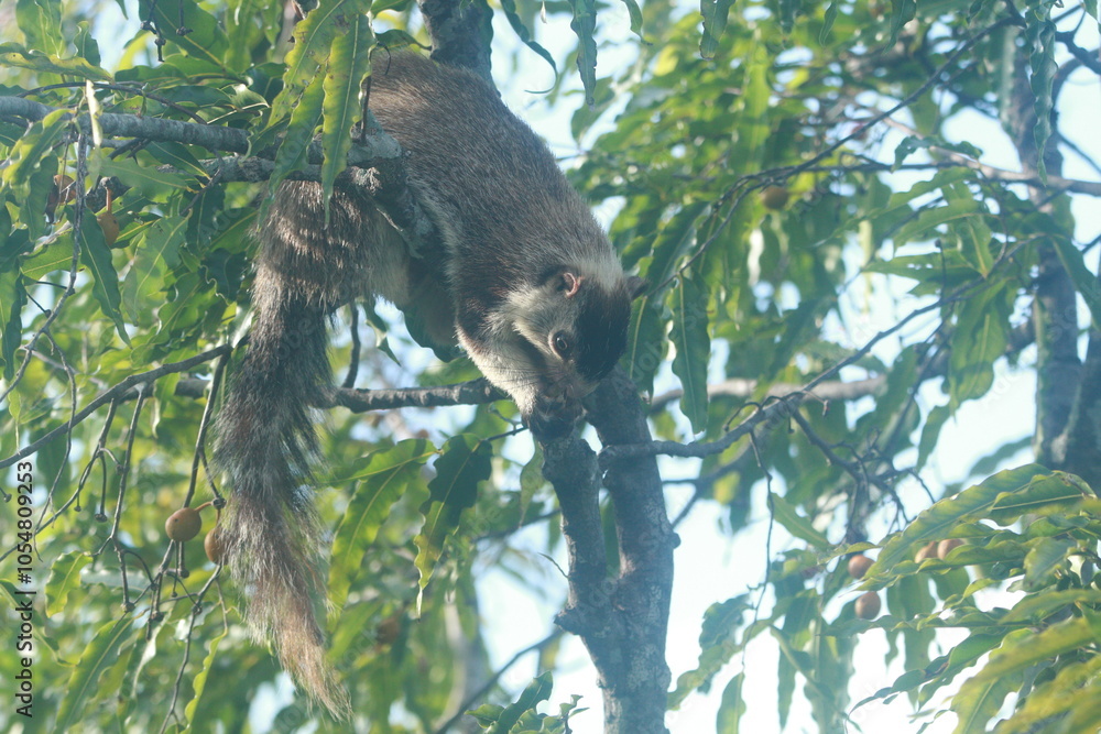 Fototapeta premium Sri Lanka Giant Squirrel in Sri Lanka 