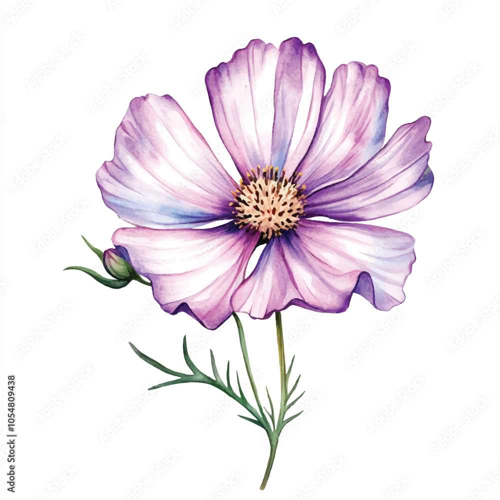 cosmo flower watercolor clipart illustration isolated