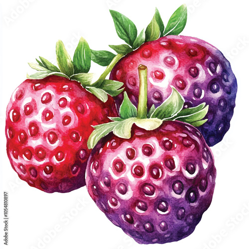 Yumberry fruit watercolor clipart illustration