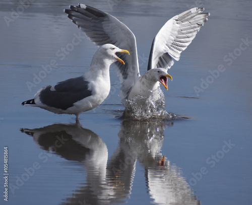 Sea Gull Squabble