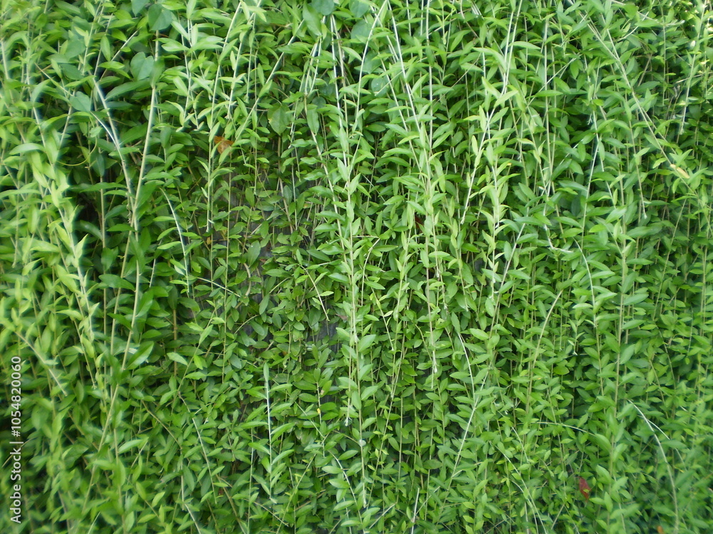 Obraz premium green grass background