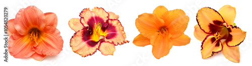 Foto Collection daylily head flowers isolated on white background
