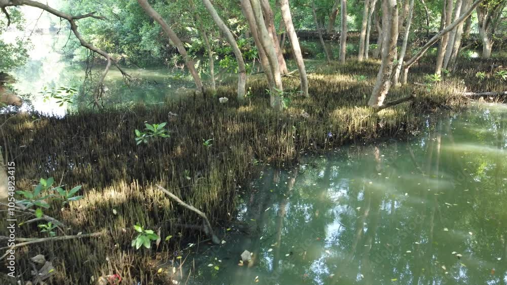 Close-up aerial view of mangrove trees in Jakarta's mangrove forest. Close-up aerial view of mangrove trees in Jakarta's mangrove forest.