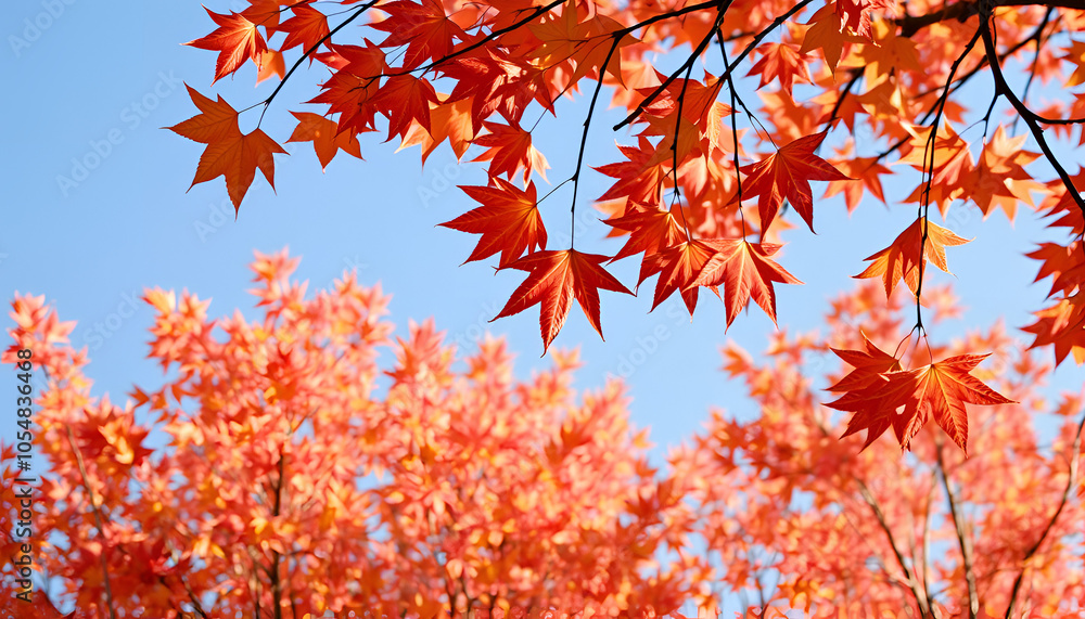 autumn leaves background The spring leaves are floating in the sky, which is very pleasing to the eyes. autumn leaves background The spring leaves are floating in the sky, which is very pleasing to the eyes.