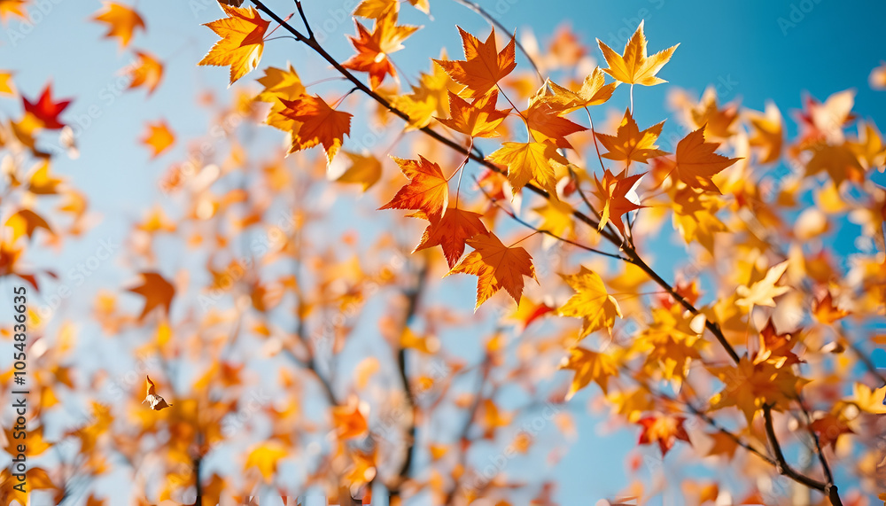autumn leaves background The spring leaves are floating in the sky, which is very pleasing to the eyes. autumn leaves background The spring leaves are floating in the sky, which is very pleasing to the eyes.