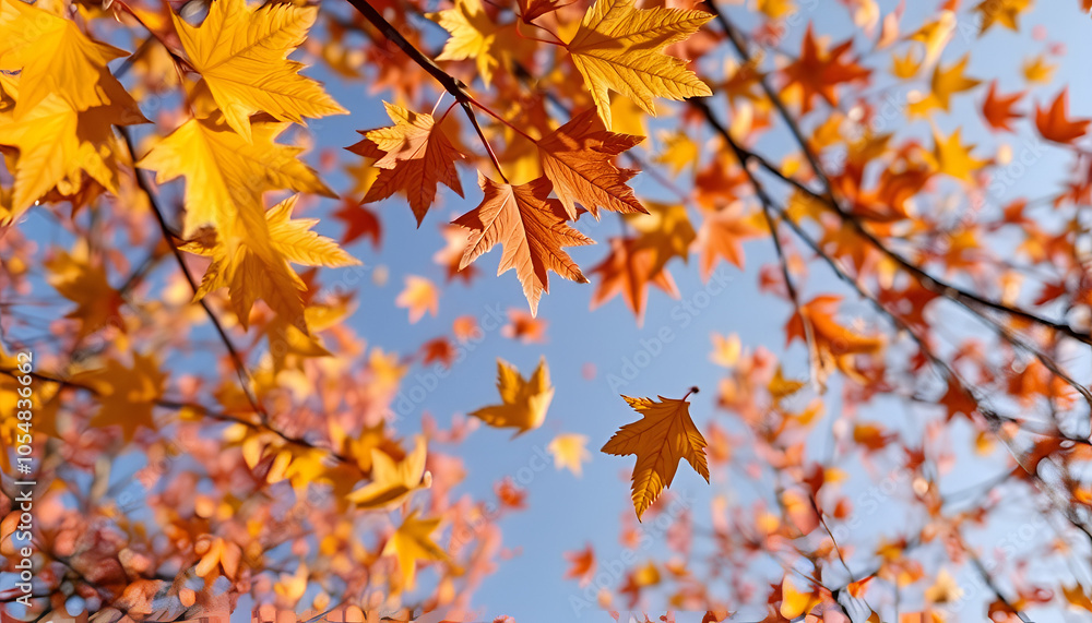 autumn leaves background The spring leaves are floating in the sky, which is very pleasing to the eyes. autumn leaves background The spring leaves are floating in the sky, which is very pleasing to the eyes.