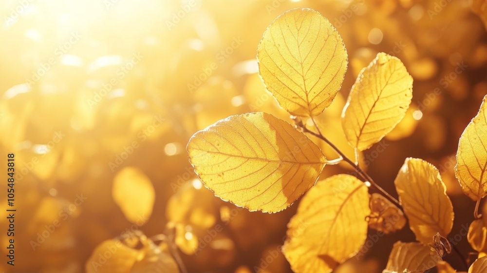 Autumn Leaves in Soft Diffused Sunlight Autumn Leaves in Soft Diffused Sunlight
