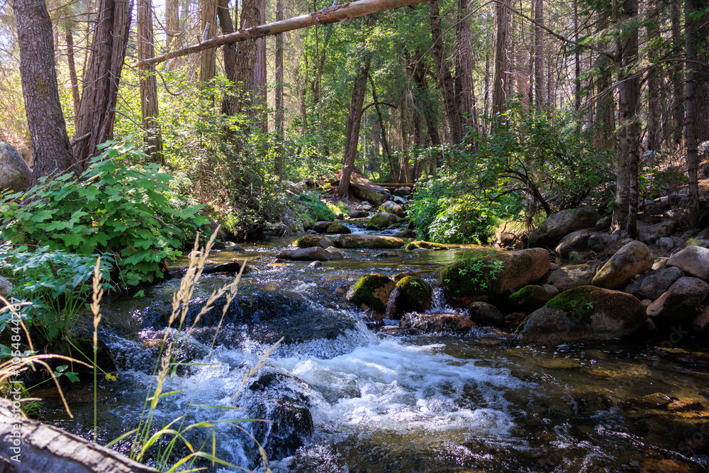 Obraz premium river in the forest