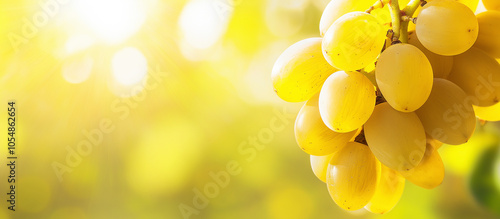 Um cacho de uvas amarelas maduras na videira Um ambiente rural ao ar livre Conceito da temporada de colheita Foto em close com espaço para cópia