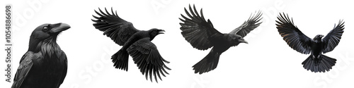 Set of a black raven, isolated on a transparent background.