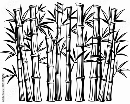 Bamboo stems  line art silhouette vector