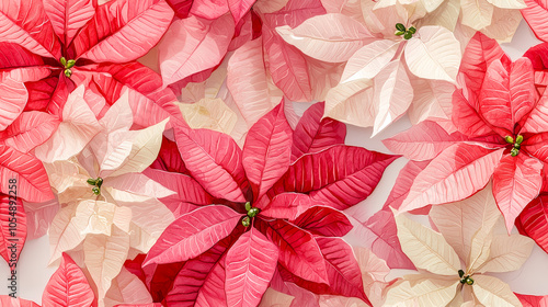 A close-up of pink and cream poinsettia flowers with textured leaves