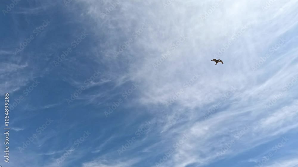 Seagulls Flying Over Brighton Pier