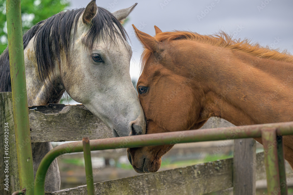 Obraz premium 2023-02-19 A BROWN AND A WHITE HORSE RUBBING NOSES OVER A FENCE AT A HORSE SHOW IN SPANAWAY WASHINGTON