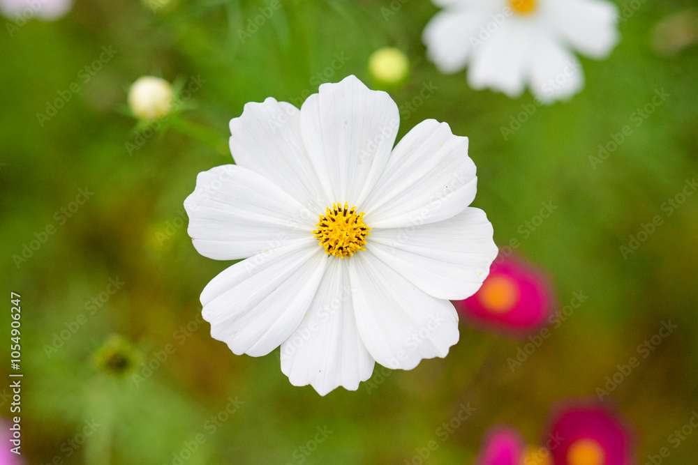コスモスの花びら コスモスの花びら