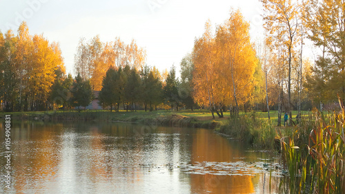 Yellow fall trees near lake. Sunset and nature. Rural landscape and seasons. 