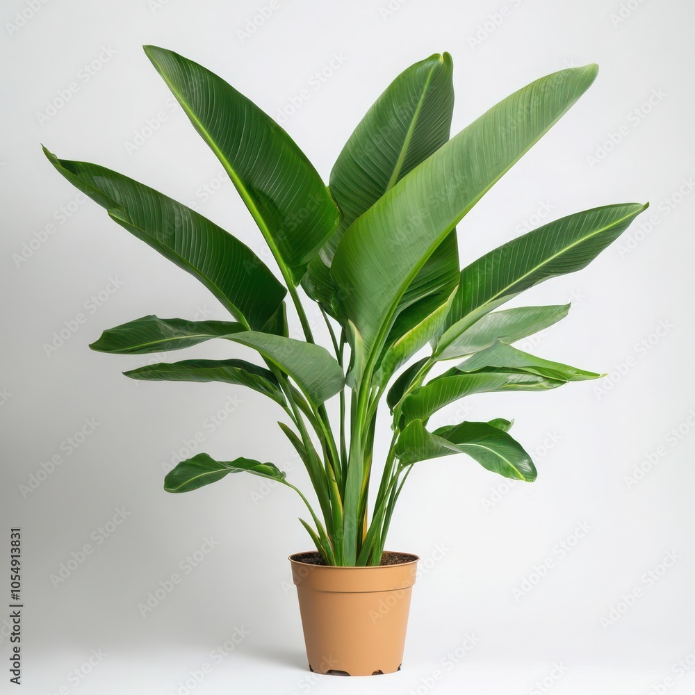 Tropical plant with broad green leaves in a brown pot, white isolated background. Tropical plant with broad green leaves in a brown pot, white isolated background.