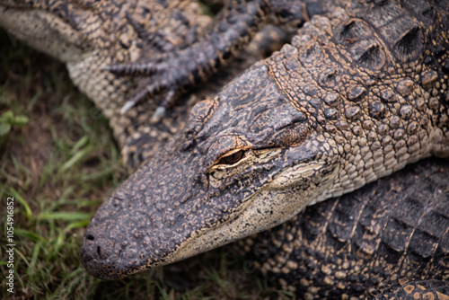 alligator scales face water swamp photo