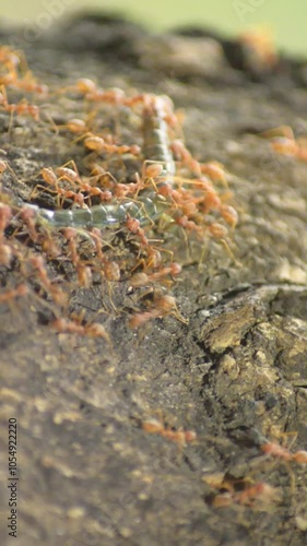 Red ants colony are team working together to bring food reserves, namely a large centipede, to their home