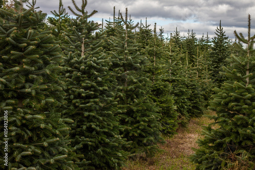 Christmas Trees