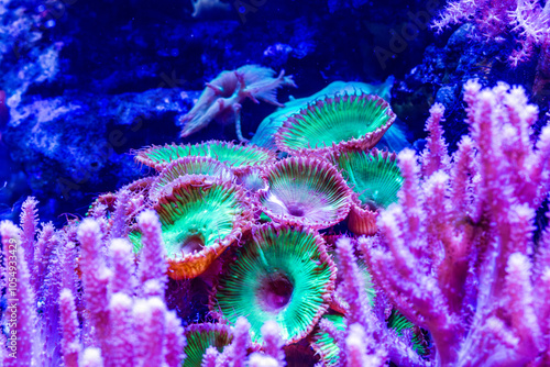 The Deadly Nature of Green Palythoa Coral photo