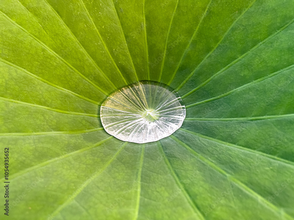 lotus leaf with water drops lotus leaf with water drops