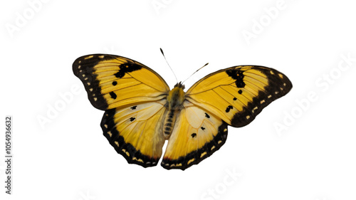 butterfly isolated on white Yellow monarch butterflies