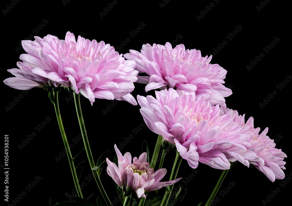 Pink Chrysanthemum multiflora on a black background Pink Chrysanthemum multiflora on a black background