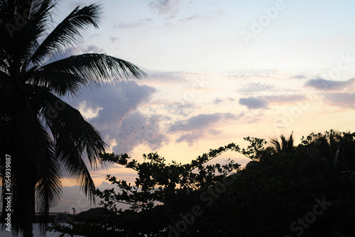 trees at sunset