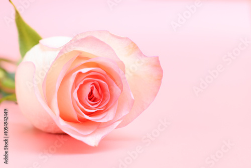 beautiful pastel rose flower on pink background, valentine day