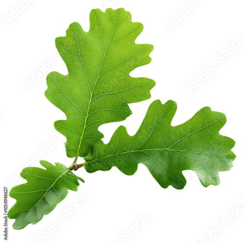 Oak leaves on white isolate background transparent background