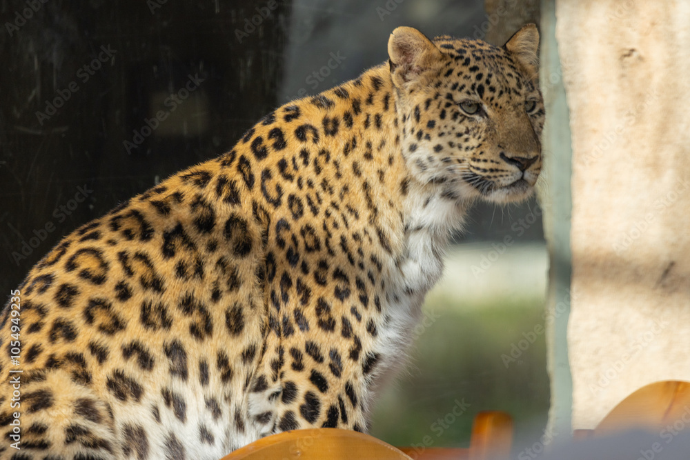 Leopard in captivity at Emirates Park Zoo, United Arab Emirates Leopard in captivity at Emirates Park Zoo, United Arab Emirates