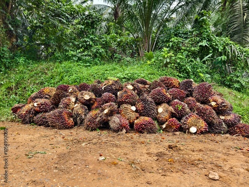 oil palm fruit after Harvest photo