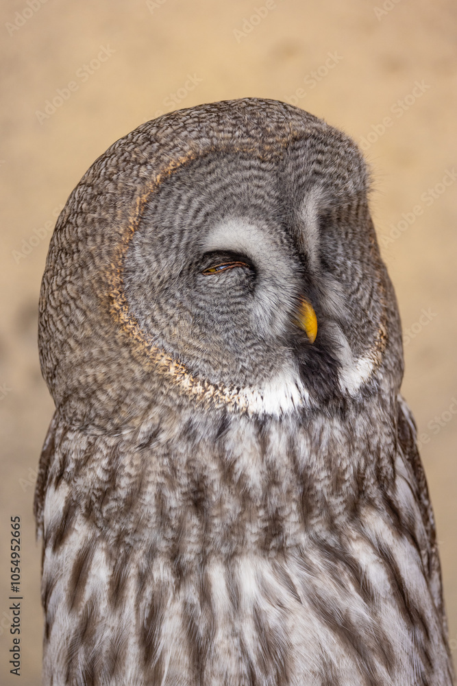 Great Grey Owl (Strix nebulosa) close up detailed portrait Great Grey Owl (Strix nebulosa) close up detailed portrait