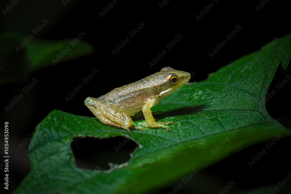 Obraz premium frog on a leaf