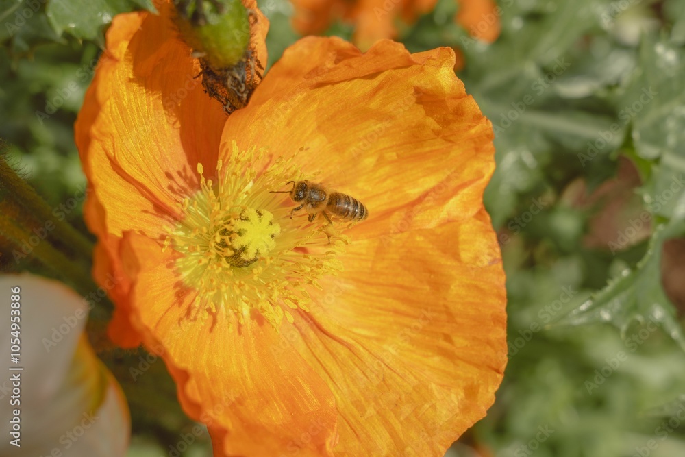 Bee pollinating an orange poppy flower. Bee pollinating an orange poppy flower.