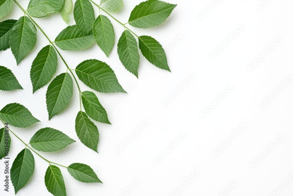 a branch of mountain ash