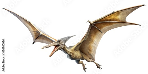 White background with pteranodon flying; Leading lines