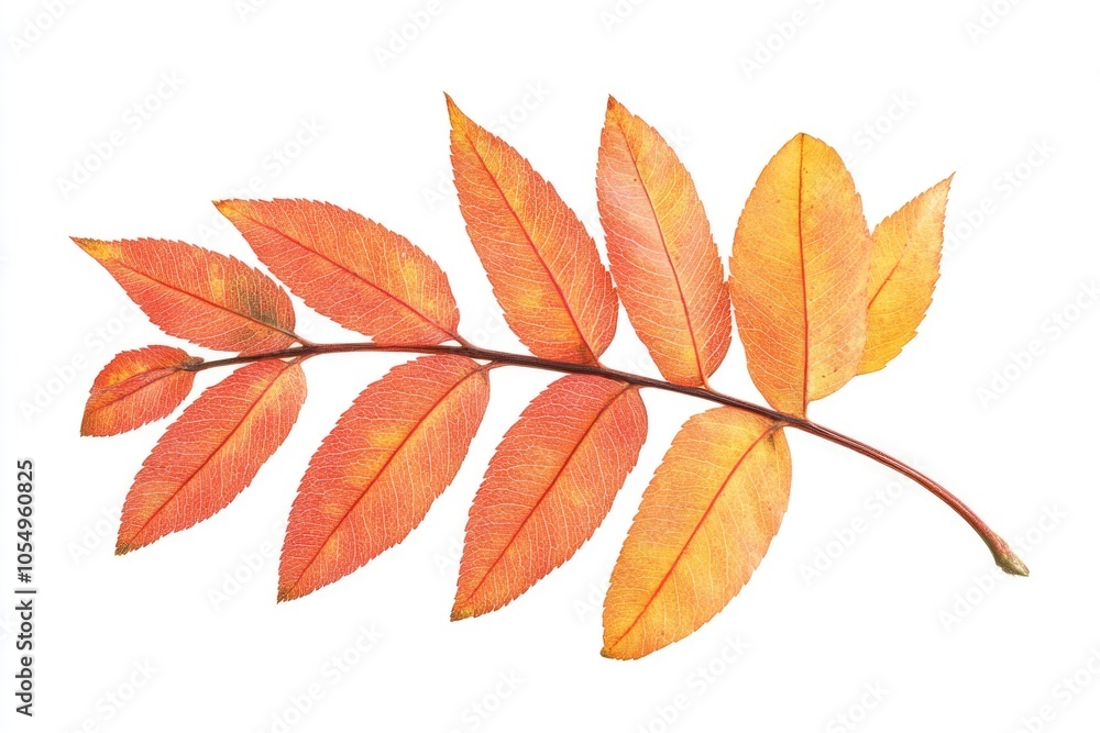 a branch of mountain ash a branch of mountain ash