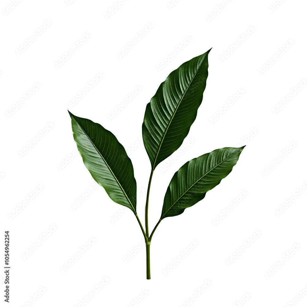 Tropical Leaves PNG: Lush Green Foliage Illustration Tropical Leaves PNG: Lush Green Foliage Illustration