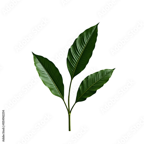 Tropical Leaves PNG: Lush Green Foliage Illustration