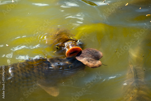 Fish in a pond coming up to the surface 