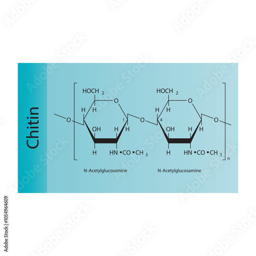 Chitin skeletal structure diagram.Polysaccharide  compound molecule scientific illustration.