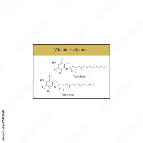 Diagram of Vitamin E vitamers - Tocopherol and Tocotrienol skeletal structure, chemical diagram. photo