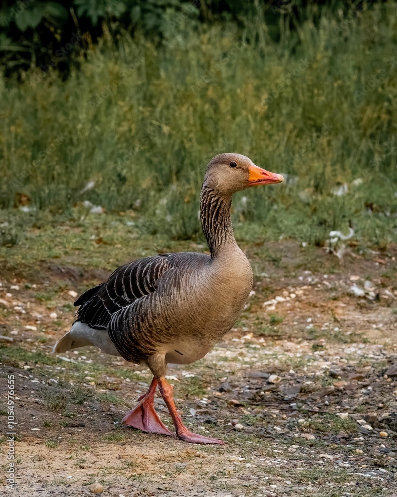 Wild goose walking on grassy path in natural park. Wild goose walking on grassy path in natural park.