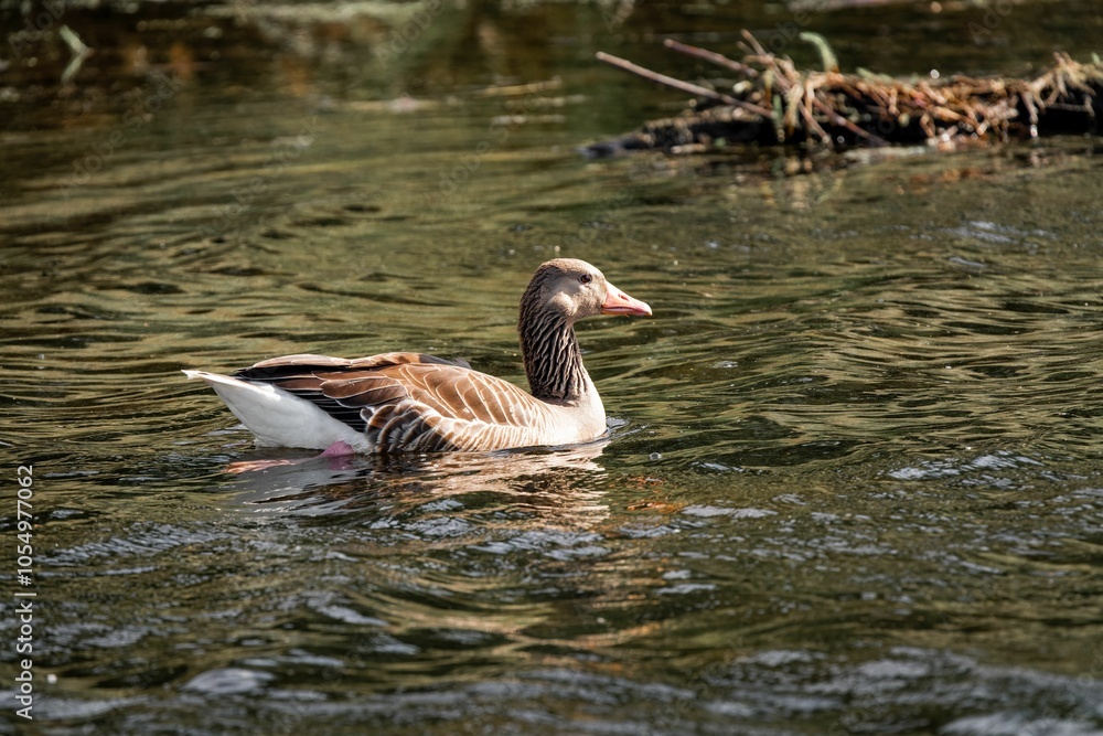 Goose swimming on a calm river Goose swimming on a calm river