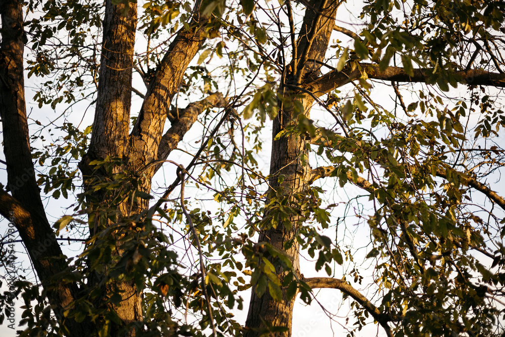 tree in the forest tree in the forest