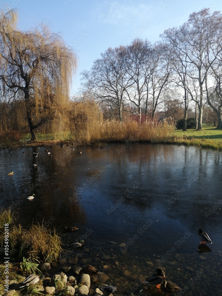 Obraz premium Enten am Teich