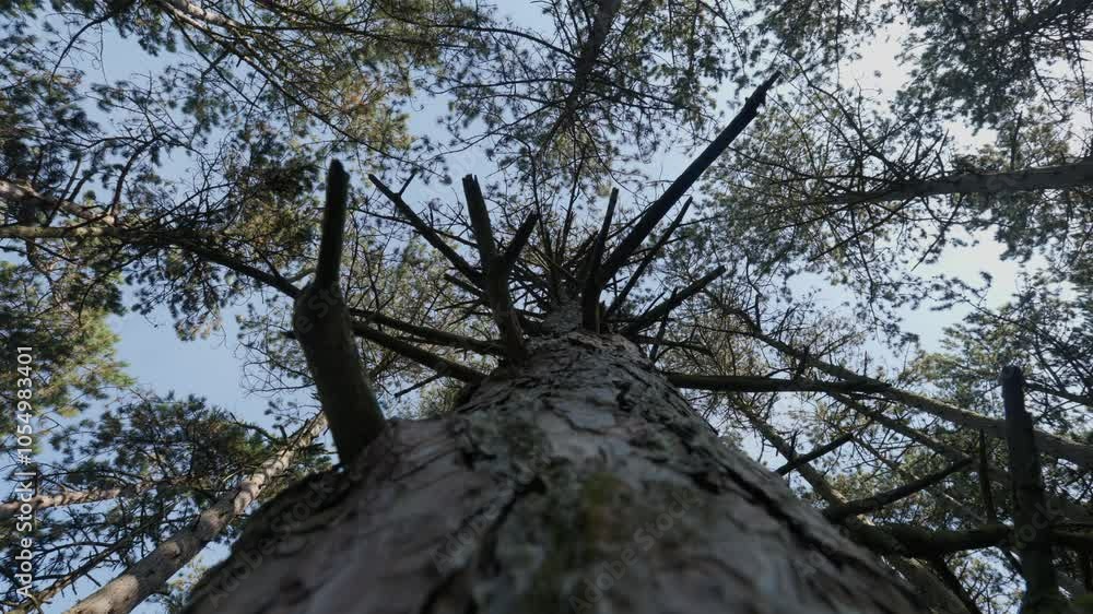 Tall pine tree trunk stretching upwards towards the sky in a serene forest setting Tall pine tree trunk stretching upwards towards the sky in a serene forest setting